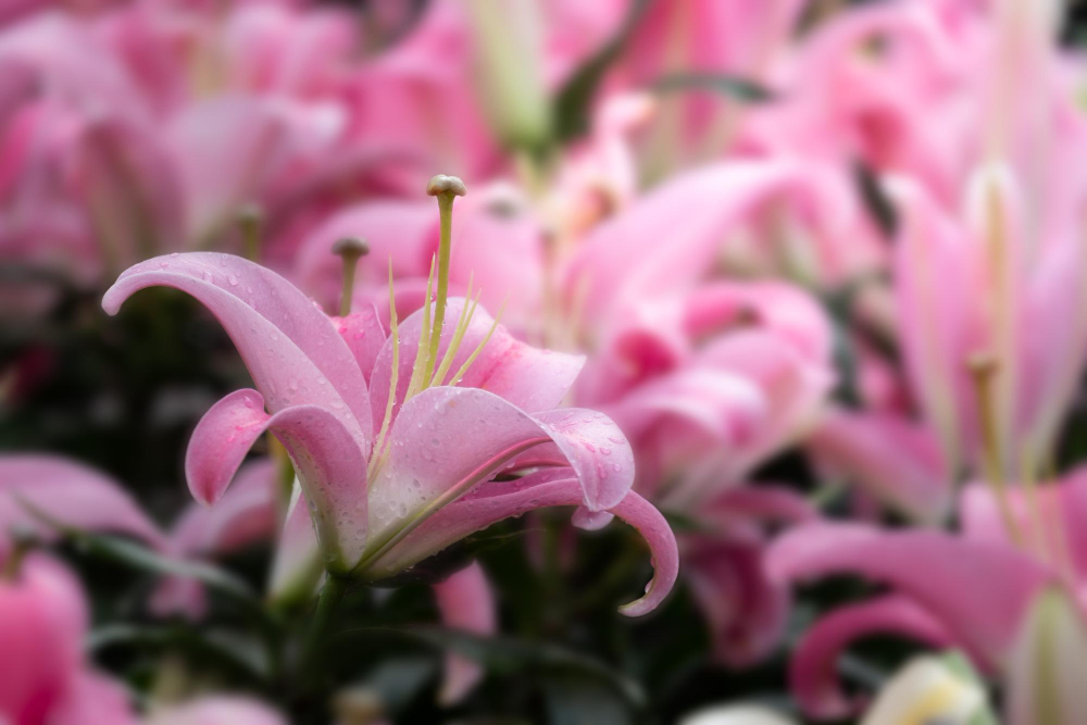Asiatic pink lilies