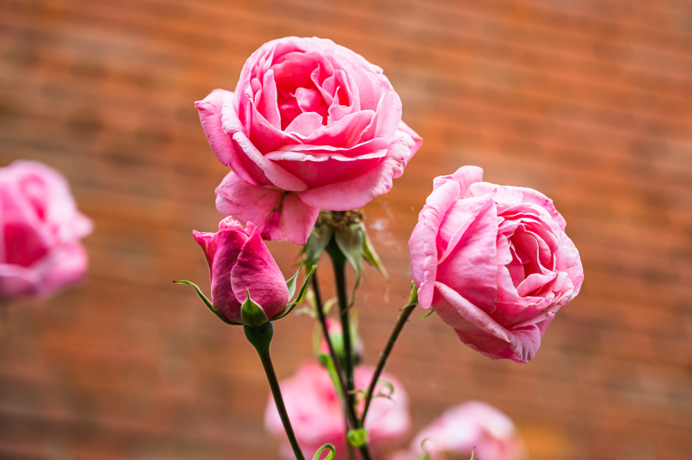 Pastel -Pink roses