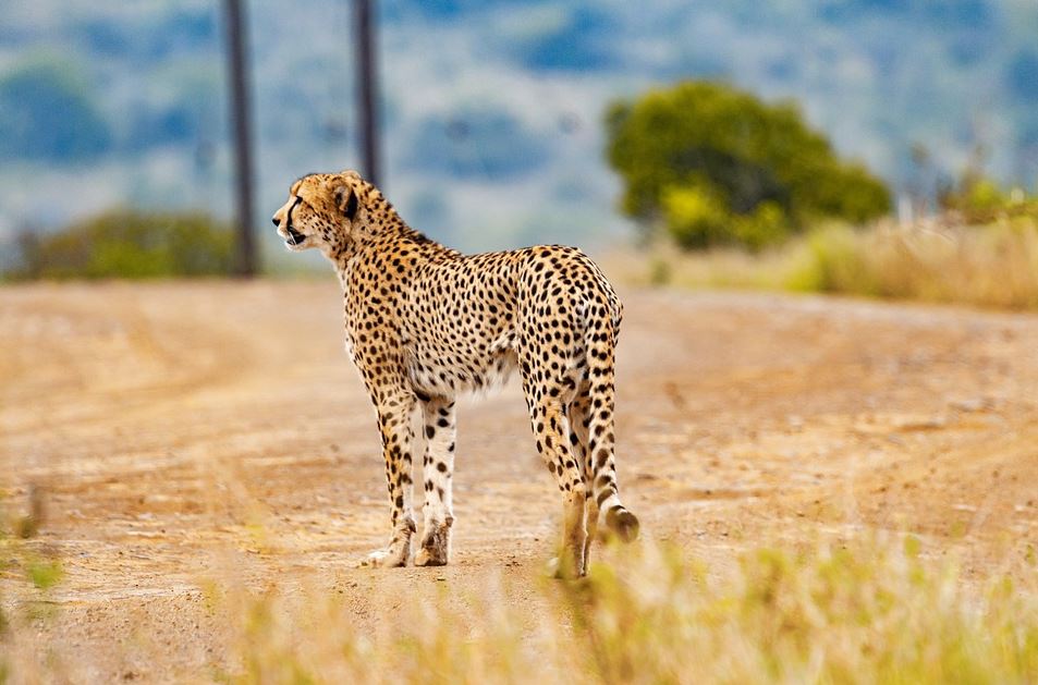 The Ultimate Guide to African Safaris