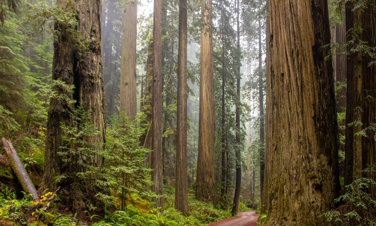 The Redwoods Treewalk