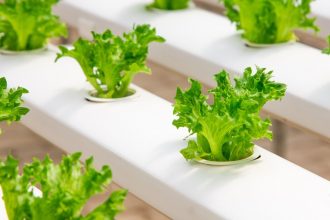 A Beginner’s Guide on How to Use a Hydroponic Growing System