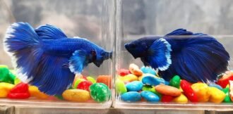 What Does betta Fish Poop Look Like?