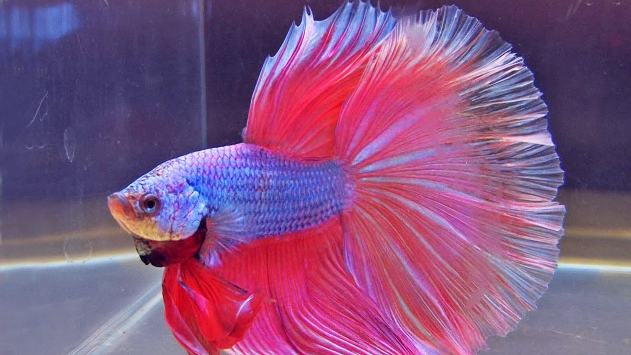 What Is The Best Way to Take Care of a Betta Fish?