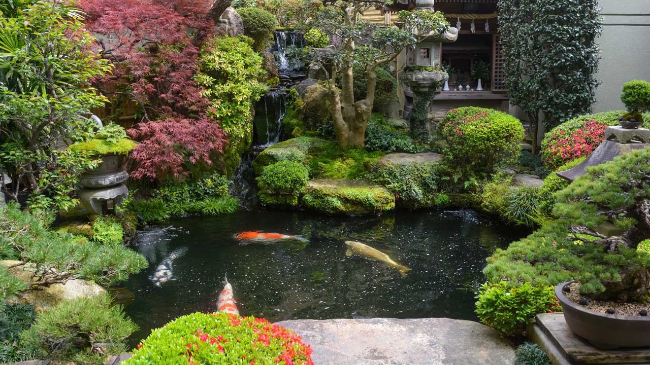 How to Take Care of Koi Ponds Above Ground?
