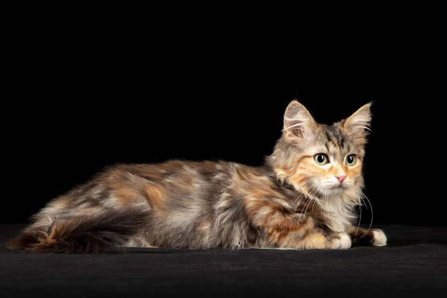 When do Maine coon cats shed