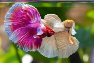 How Many Gallons Does a Betta Fish Need to Live Happily