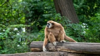 5120x1440p 329 Gibbon Images