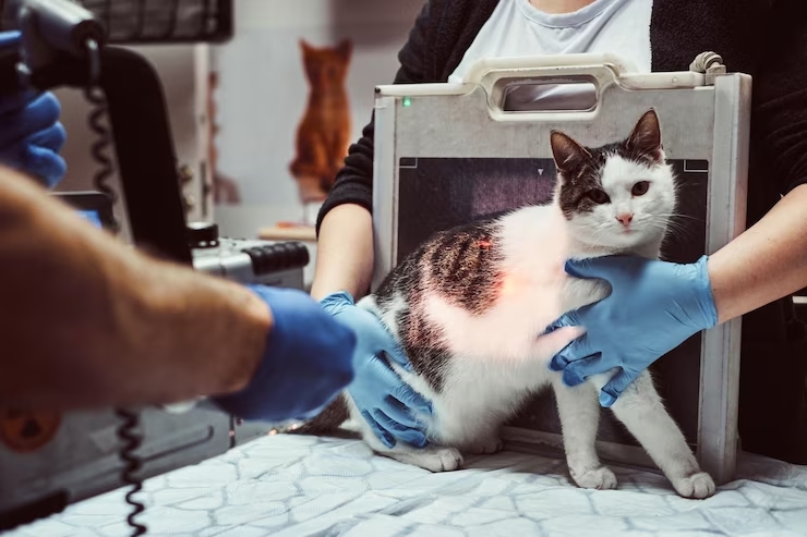 Pet Microchipping: Is it safe?