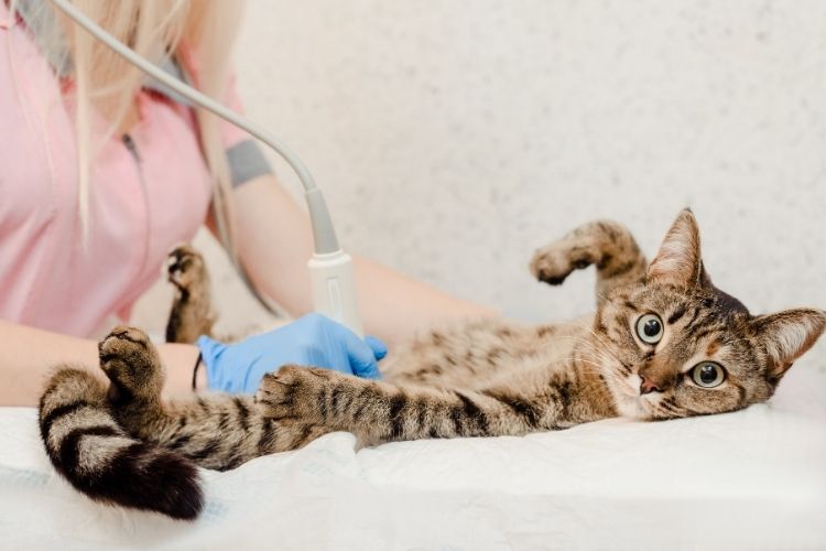 Veterinary Medicine Technology Changing Pet Lives