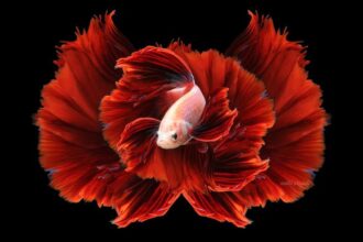 The Majestic Koi Betta Fish: A Guide to This Colorful Aquatic Beauty