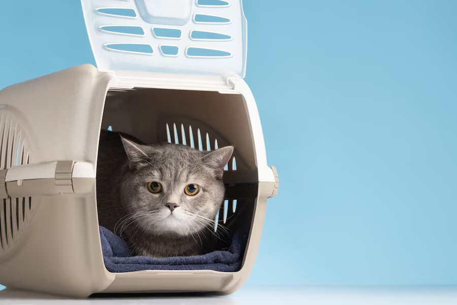 The Sleek and Functional Design of Modern Cat Litter Boxes