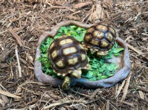 All You Need to Know About Getting a Pet Tortoise