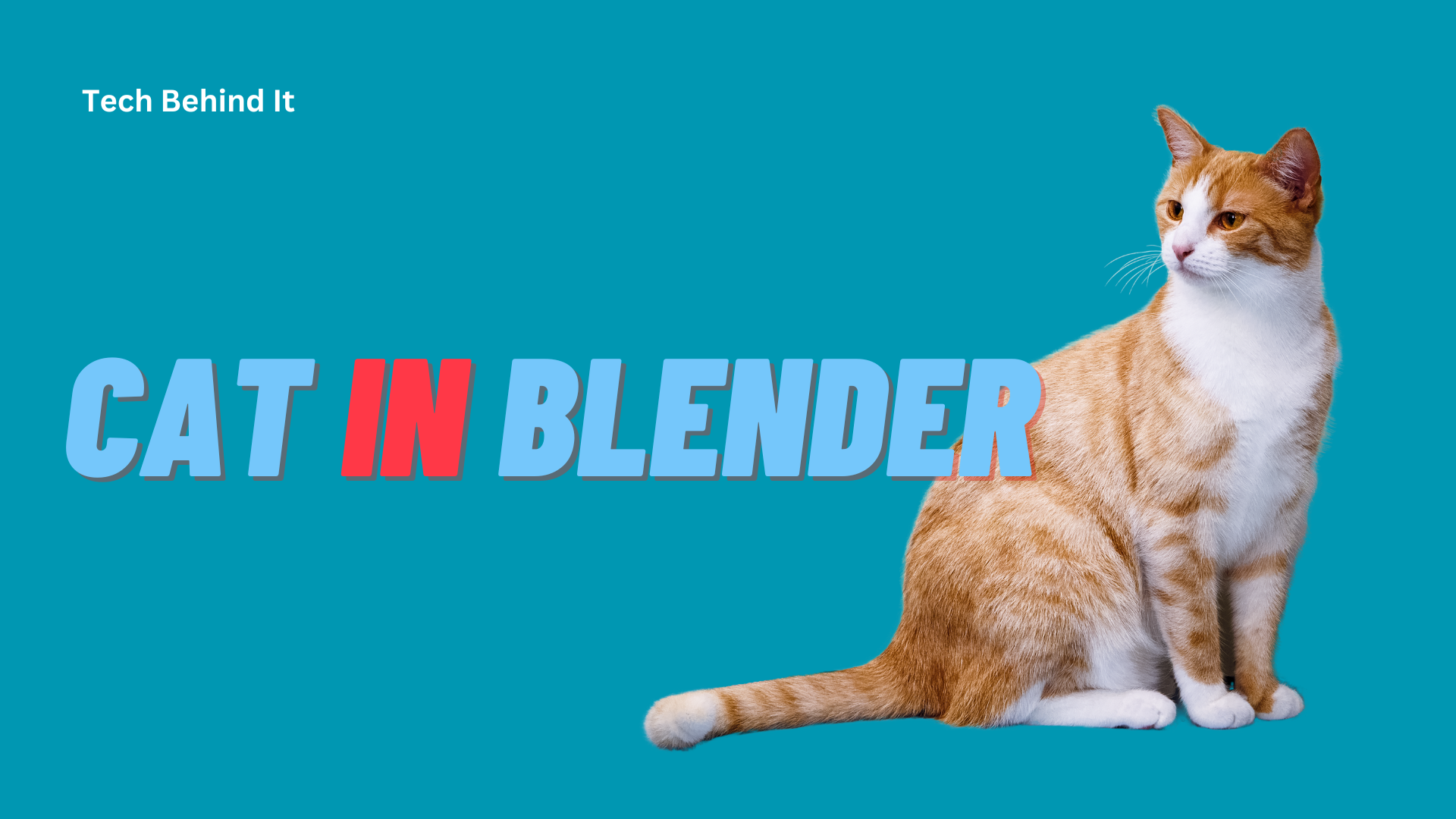 Cat in Blender Video Real