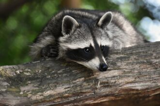 Considerations When Choosing Wildlife Removal Service Providers