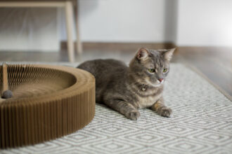 Why Use a Cat Litter Mat?