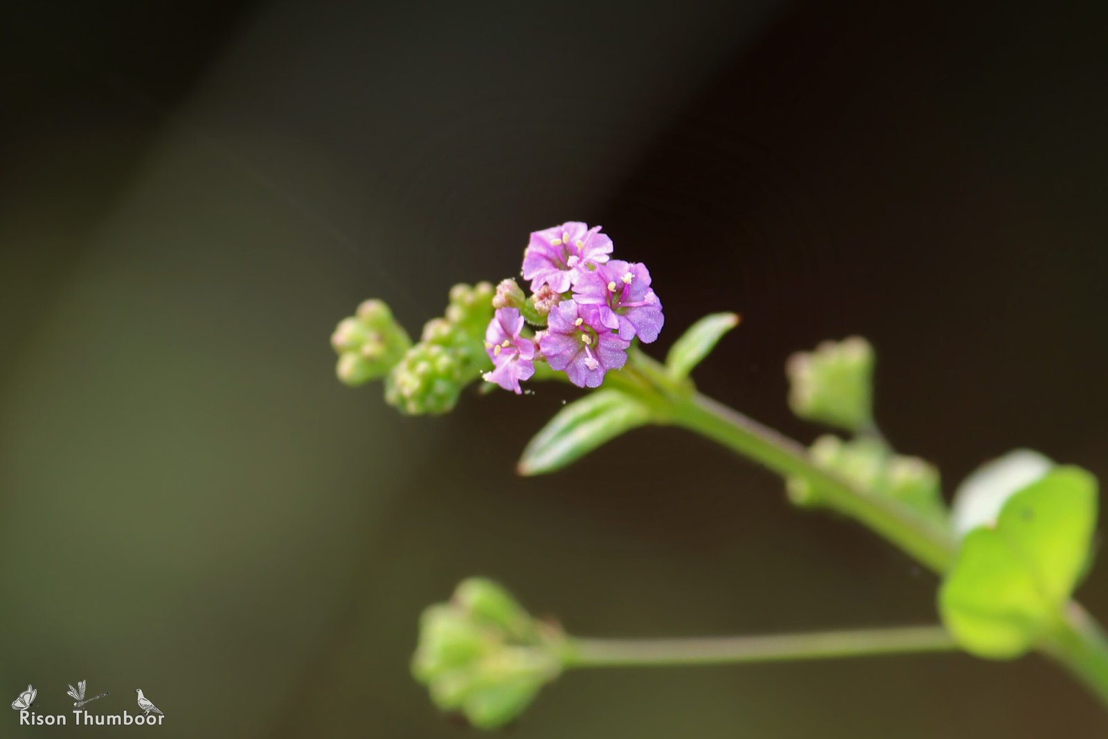 Punarnava: The Ayurveda Herb That Heals and Revitalizes